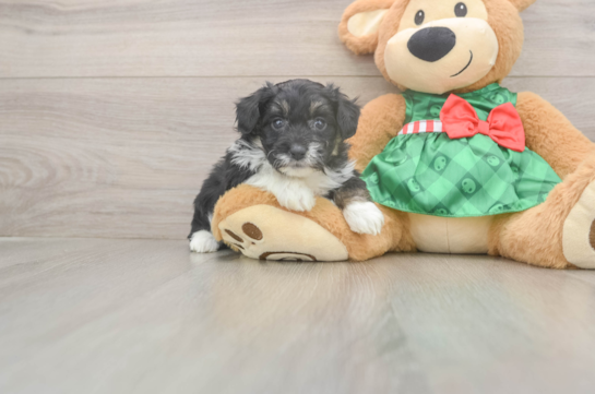 Little Mini Aussiepoo Poodle Mix Puppy
