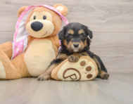 9 week old Mini Aussiedoodle Puppy For Sale - Windy City Pups