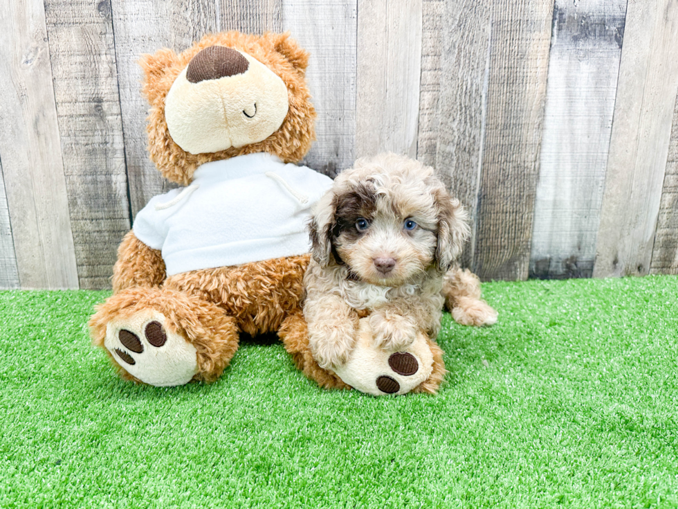 Mini Aussiedoodle Pup Being Cute