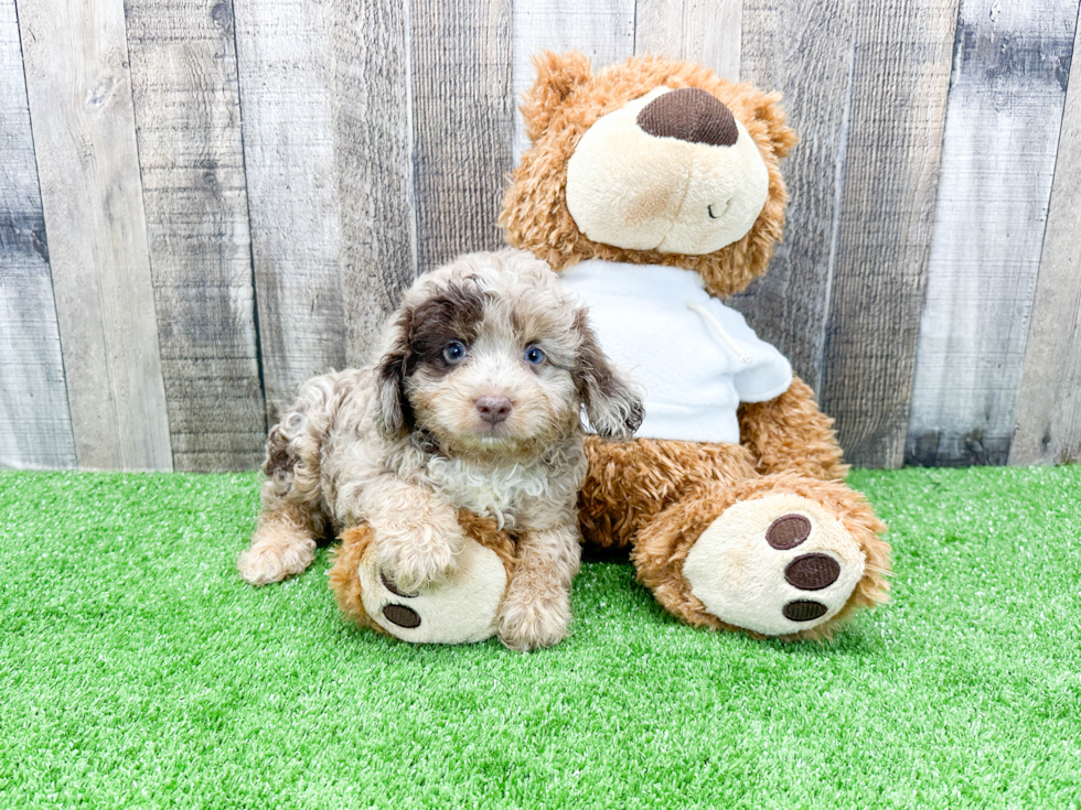 Friendly Mini Aussiedoodle Baby