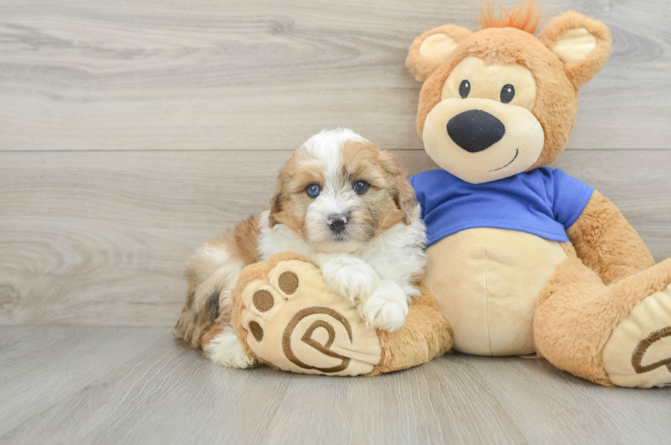 6 week old Mini Aussiedoodle Puppy For Sale - Windy City Pups