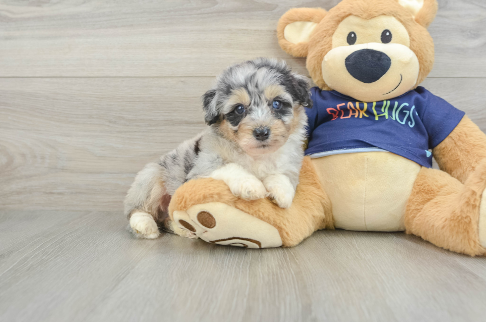 7 week old Mini Aussiedoodle Puppy For Sale - Windy City Pups