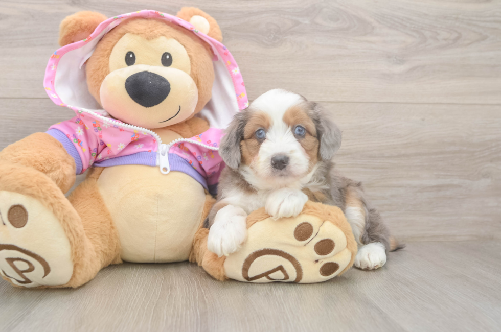 5 week old Mini Aussiedoodle Puppy For Sale - Windy City Pups
