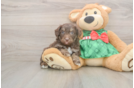 Popular Mini Aussiedoodle Poodle Mix Pup