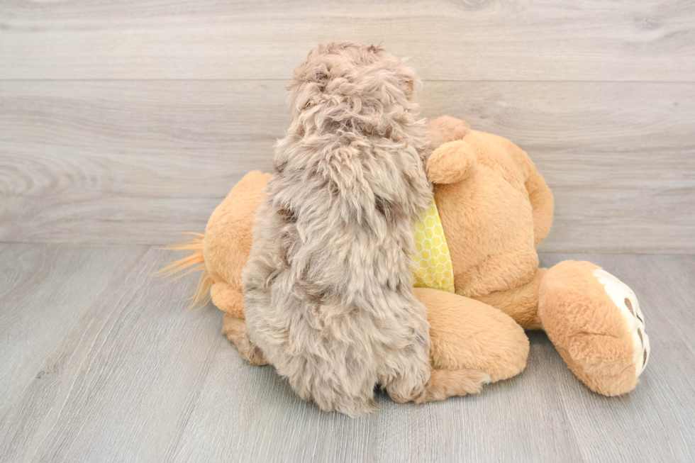 Best Mini Aussiedoodle Baby