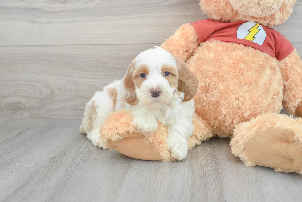 Hypoallergenic Aussiepoo Poodle Mix Puppy