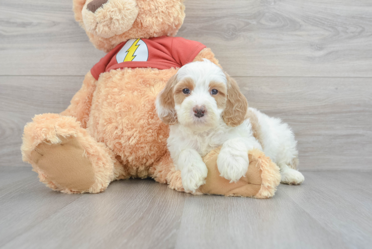 Small Mini Aussiedoodle Baby