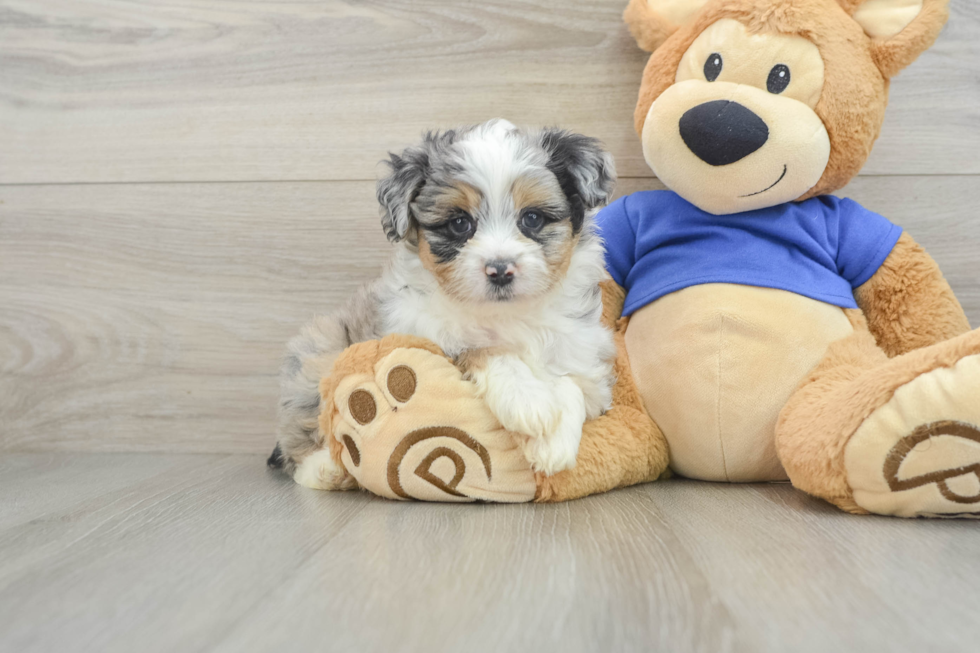 Mini Aussiedoodle Pup Being Cute