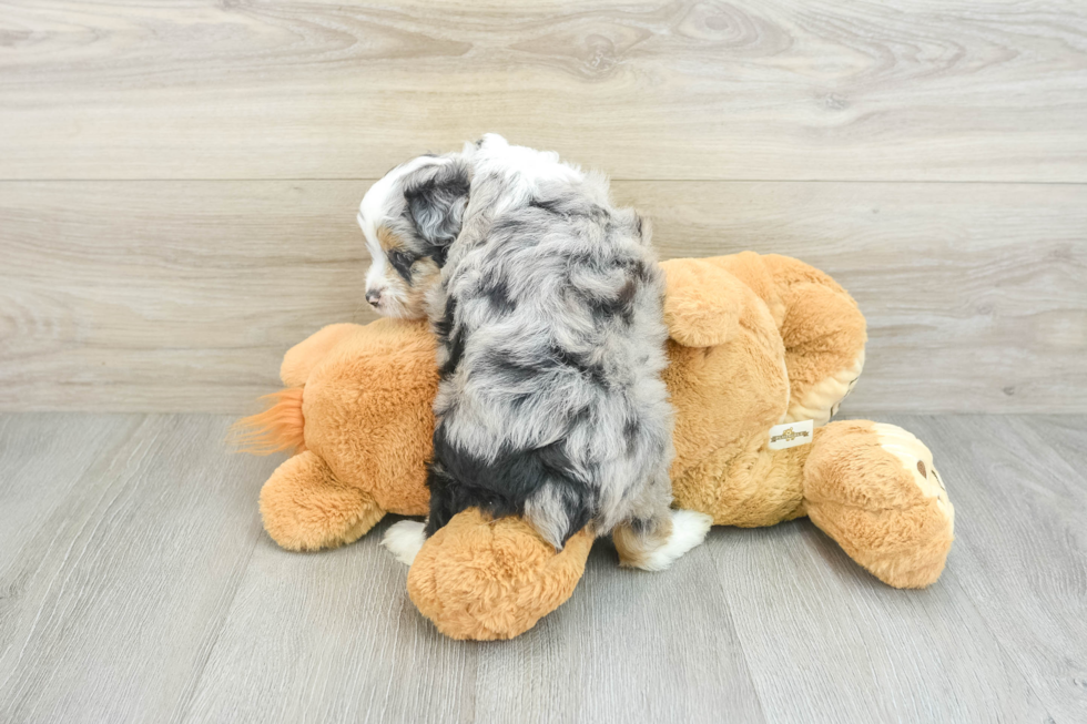 Playful Mini Aussiepoodle Poodle Mix Puppy