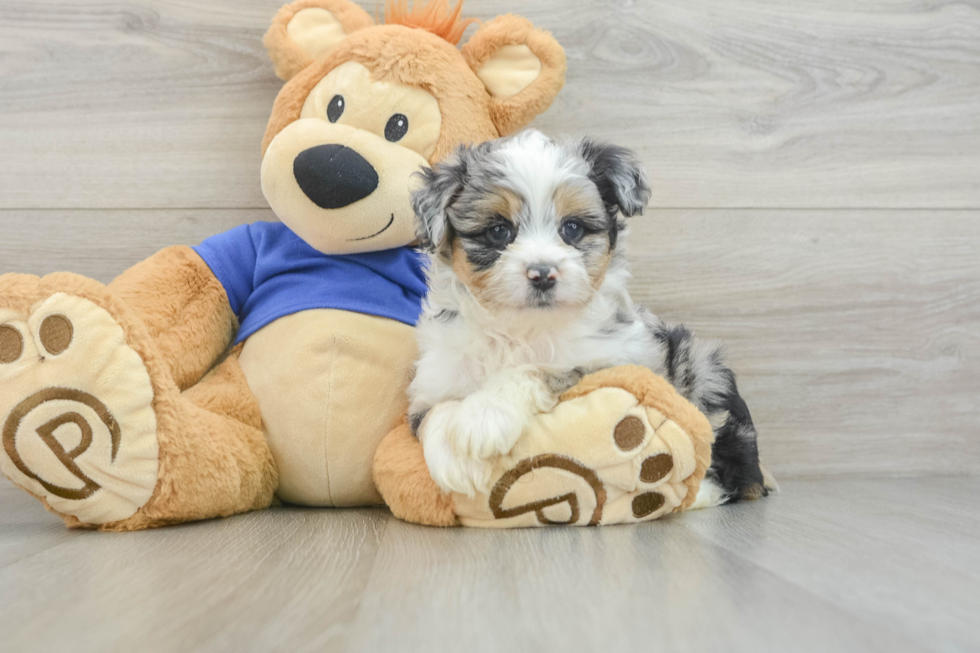 Mini Aussiedoodle Pup Being Cute