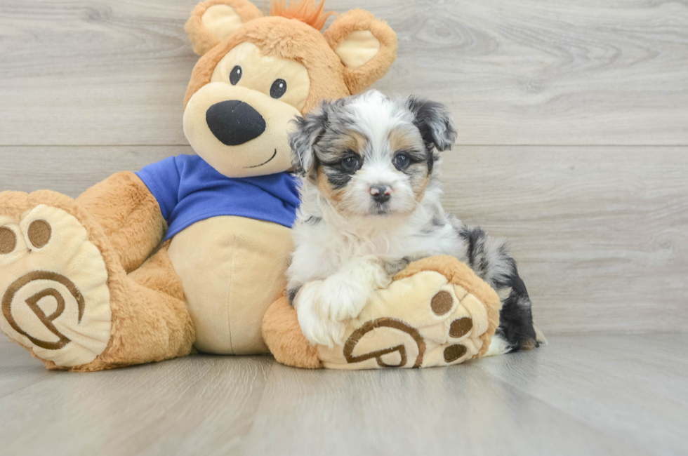 6 week old Mini Aussiedoodle Puppy For Sale - Windy City Pups