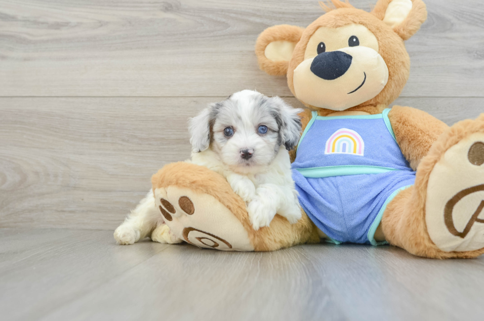 5 week old Mini Aussiedoodle Puppy For Sale - Windy City Pups