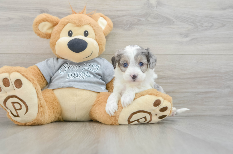 5 week old Mini Aussiedoodle Puppy For Sale - Windy City Pups