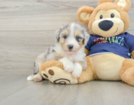 8 week old Mini Aussiedoodle Puppy For Sale - Windy City Pups