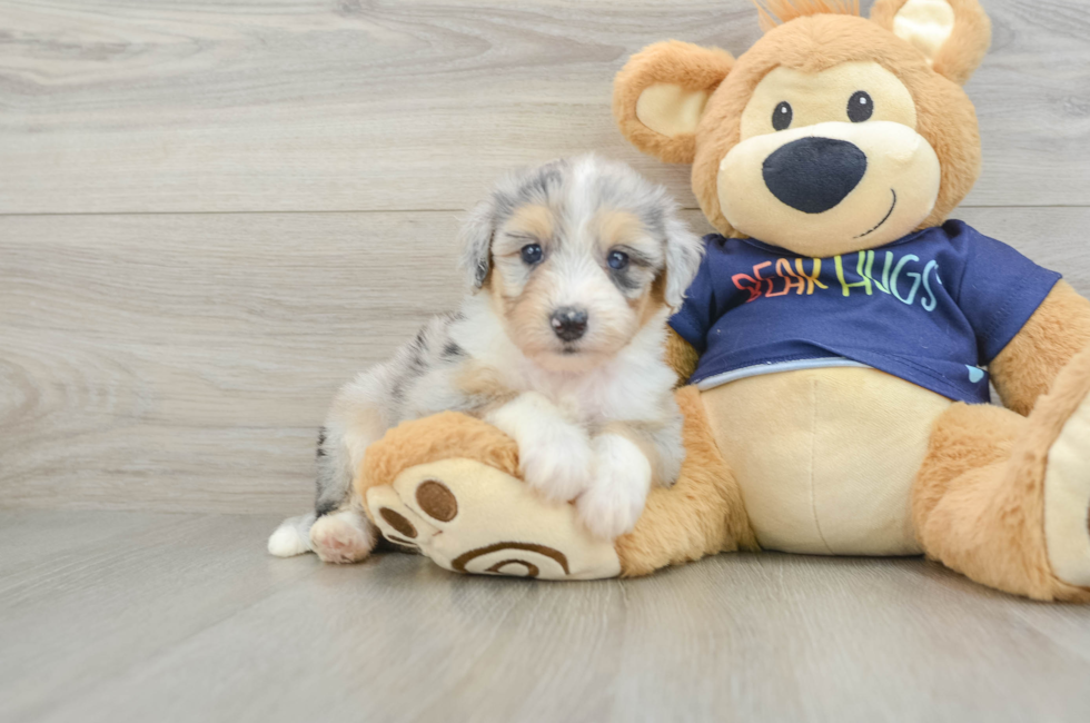 7 week old Mini Aussiedoodle Puppy For Sale - Windy City Pups