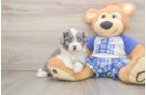 Mini Aussiedoodle Pup Being Cute