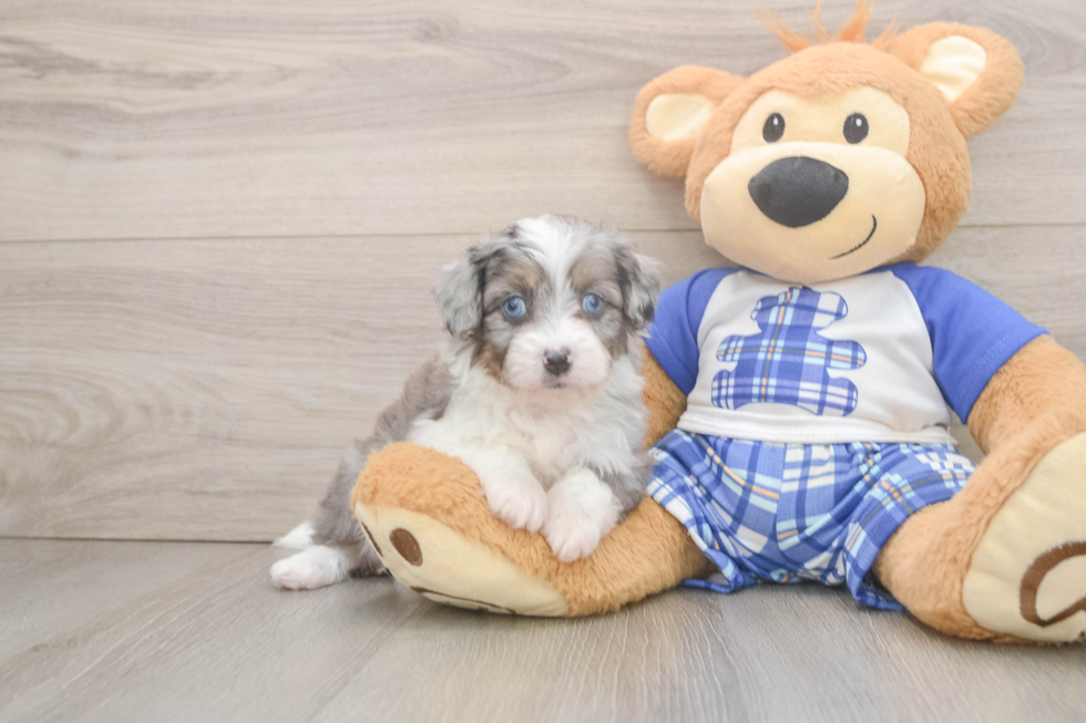 Mini Aussiedoodle Pup Being Cute