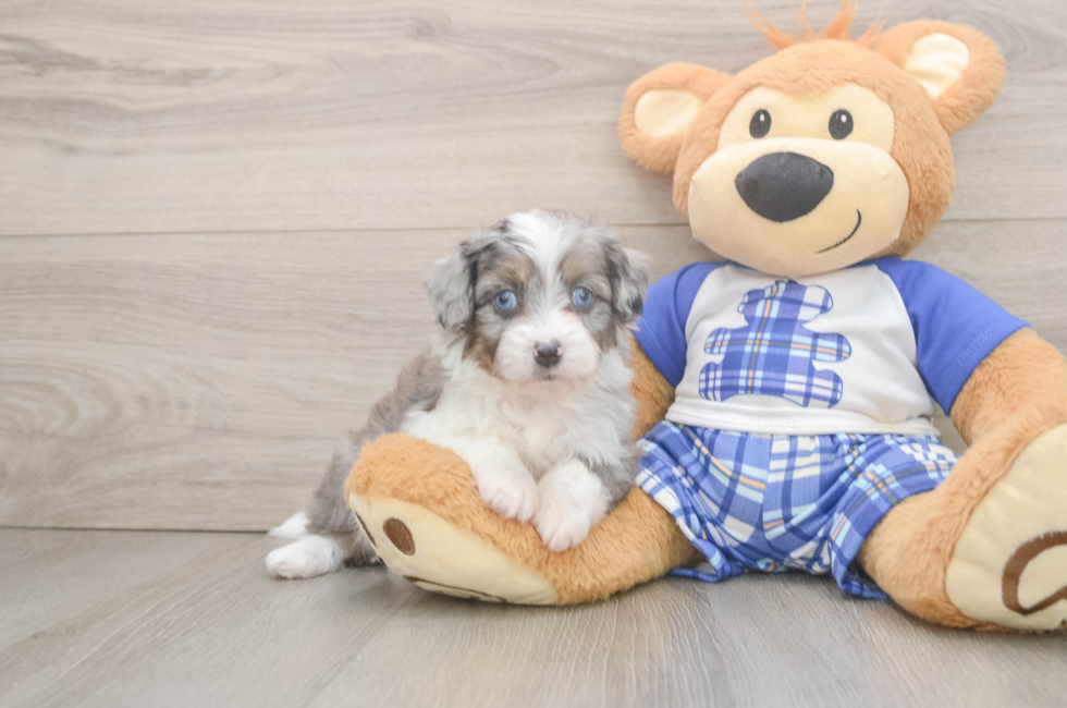 5 week old Mini Aussiedoodle Puppy For Sale - Windy City Pups