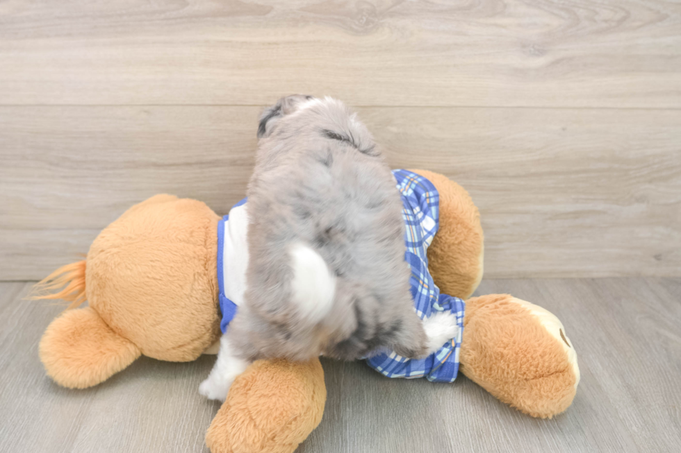 Mini Aussiedoodle Pup Being Cute