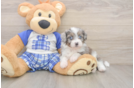 Best Mini Aussiedoodle Baby