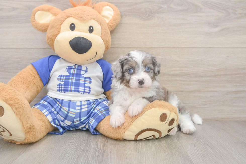 Best Mini Aussiedoodle Baby