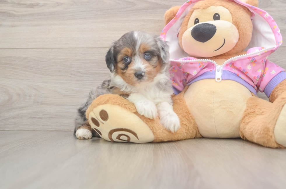 5 week old Mini Aussiedoodle Puppy For Sale - Windy City Pups