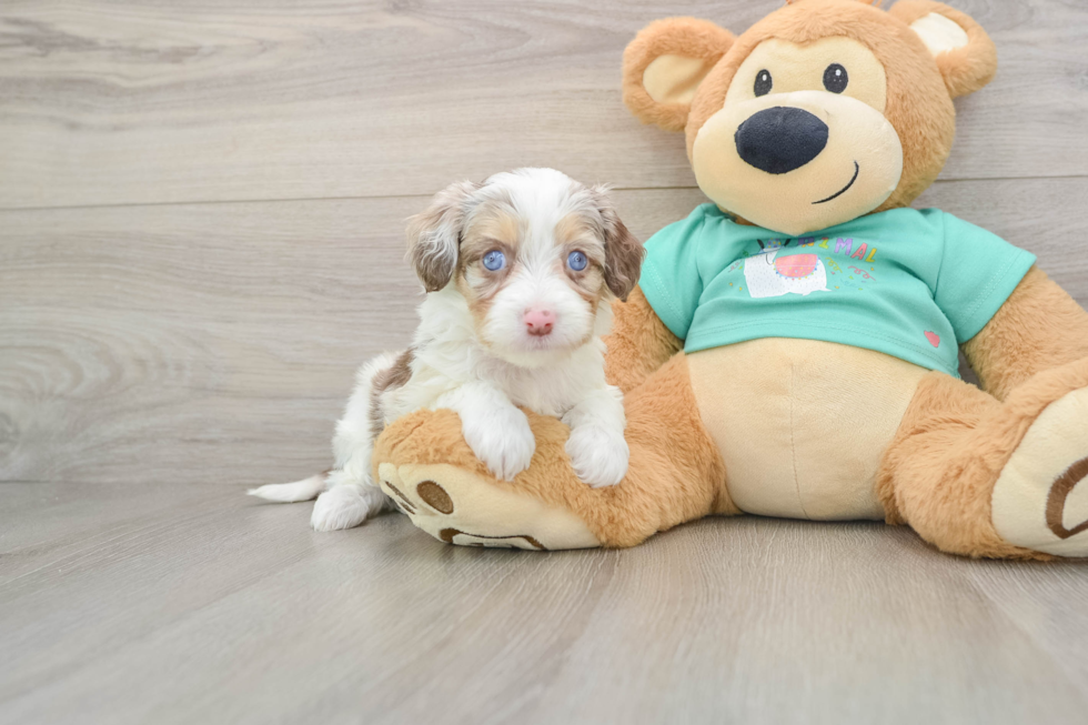 Mini Aussiedoodle Pup Being Cute
