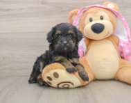 9 week old Mini Aussiedoodle Puppy For Sale - Windy City Pups