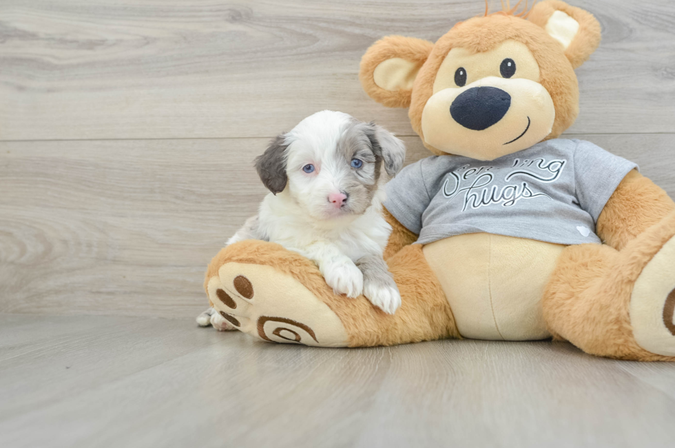 5 week old Mini Aussiedoodle Puppy For Sale - Windy City Pups