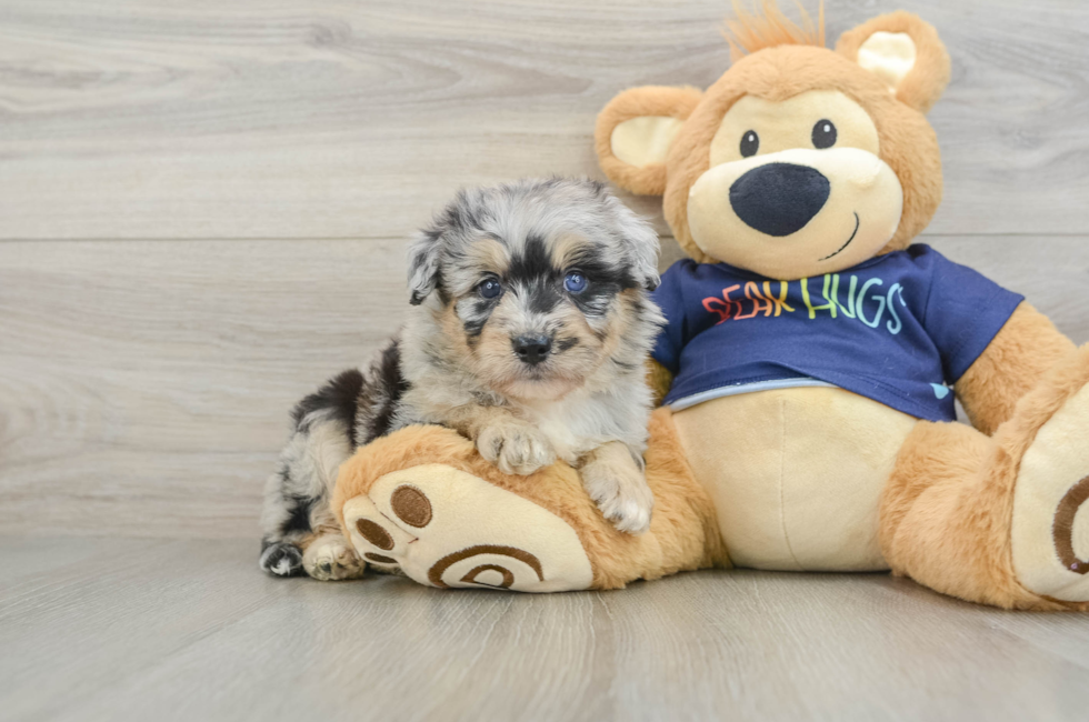 7 week old Mini Aussiedoodle Puppy For Sale - Windy City Pups