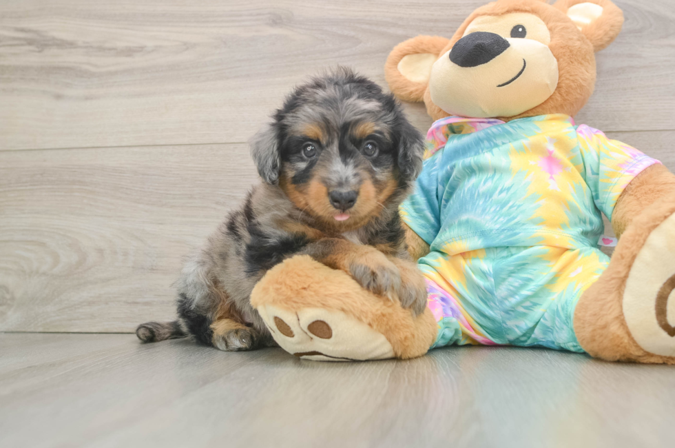 5 week old Mini Aussiedoodle Puppy For Sale - Windy City Pups