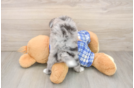 Adorable Mini Australian Shepherd X Poodle Mix Poodle Mix Puppy