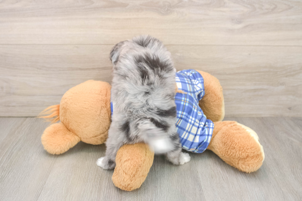 Adorable Mini Australian Shepherd X Poodle Mix Poodle Mix Puppy