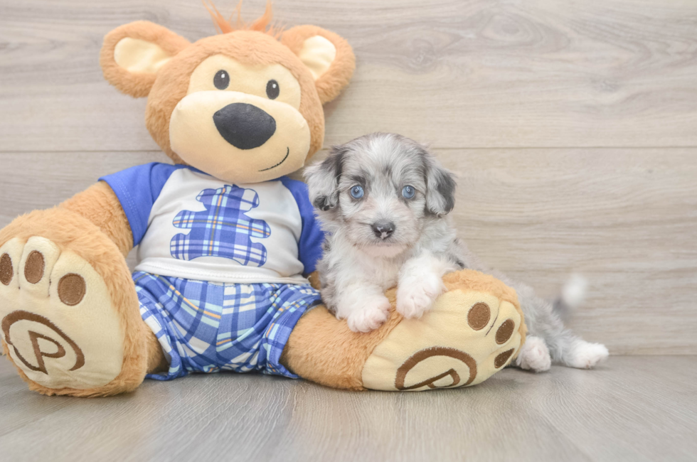 5 week old Mini Aussiedoodle Puppy For Sale - Windy City Pups