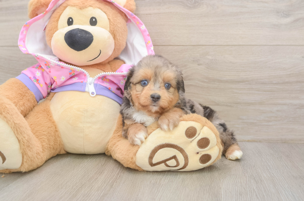 5 week old Mini Aussiedoodle Puppy For Sale - Windy City Pups