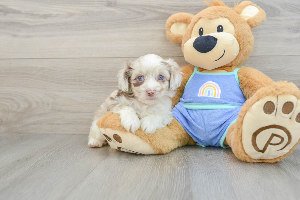 Mini Aussiedoodle Pup Being Cute