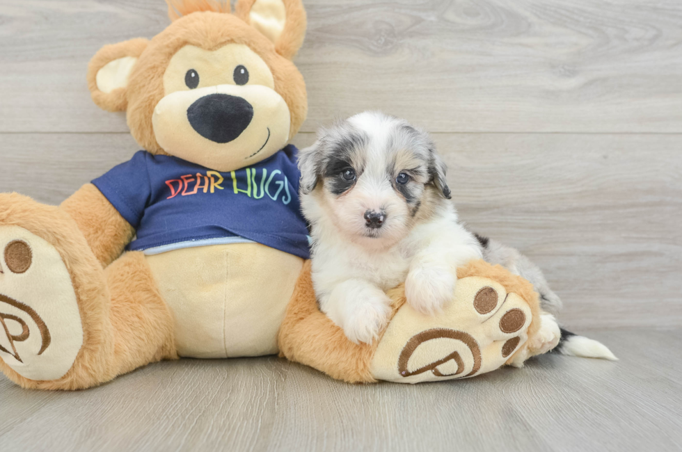 7 week old Mini Aussiedoodle Puppy For Sale - Windy City Pups