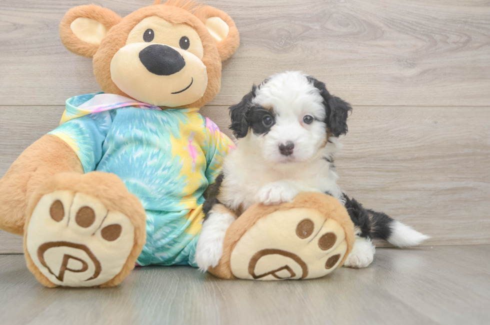 5 week old Mini Aussiedoodle Puppy For Sale - Windy City Pups