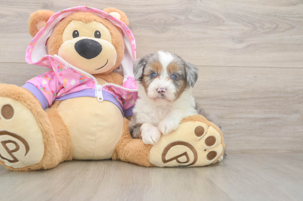 5 week old Mini Aussiedoodle Puppy For Sale - Windy City Pups