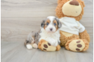 Funny Mini Aussiedoodle Poodle Mix Pup