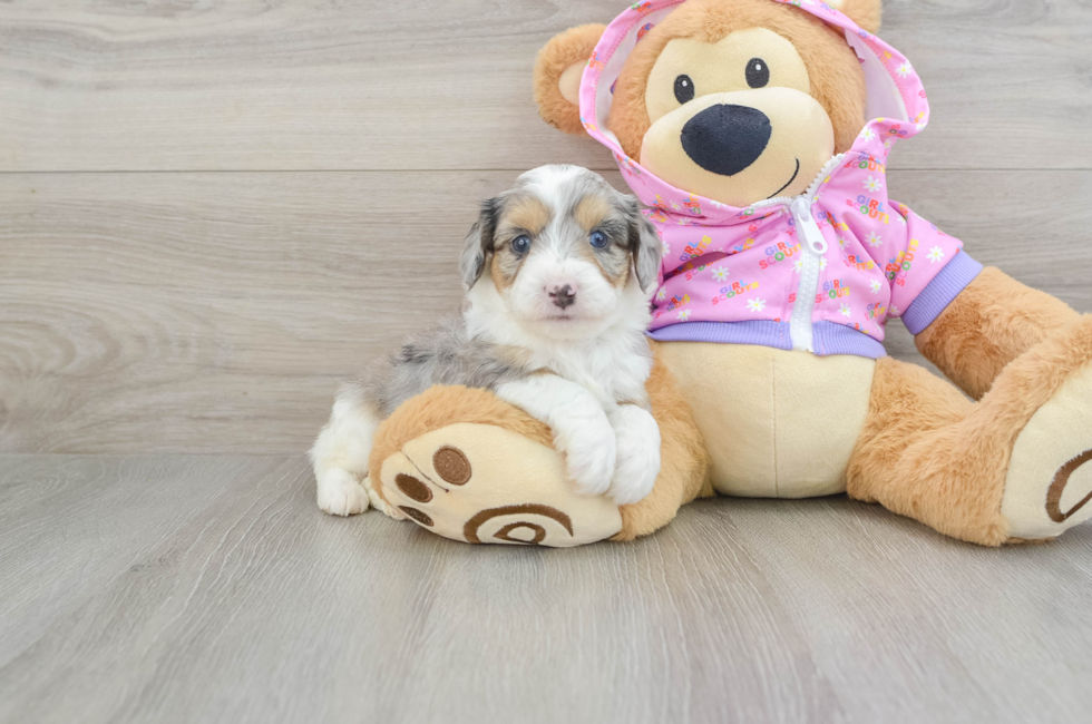 7 week old Mini Aussiedoodle Puppy For Sale - Windy City Pups