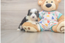 Smart Mini Aussiedoodle Poodle Mix Pup