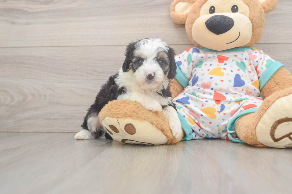 5 week old Mini Aussiedoodle Puppy For Sale - Windy City Pups