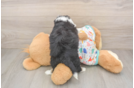 Friendly Mini Aussiedoodle Baby