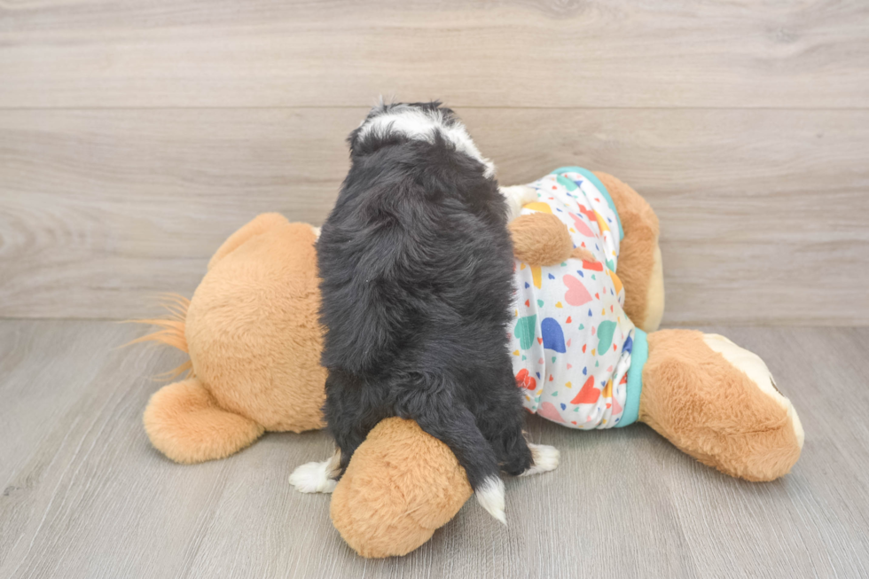 Friendly Mini Aussiedoodle Baby