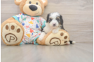 Popular Mini Aussiedoodle Poodle Mix Pup