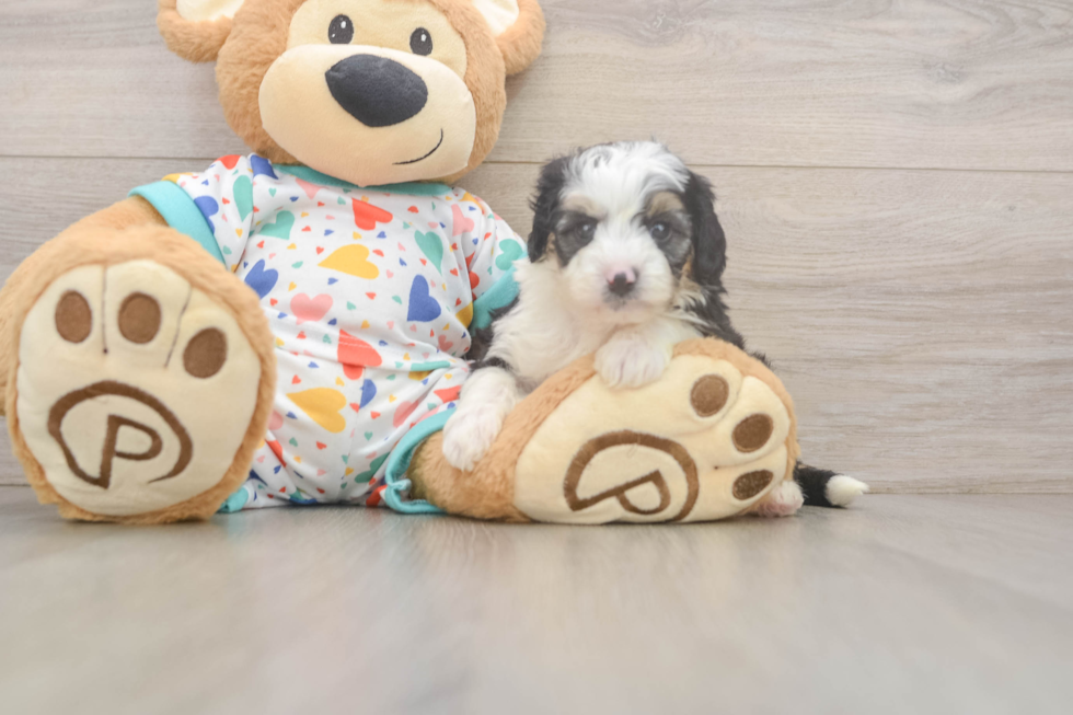 Popular Mini Aussiedoodle Poodle Mix Pup