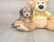 8 week old Mini Aussiedoodle Puppy For Sale - Windy City Pups