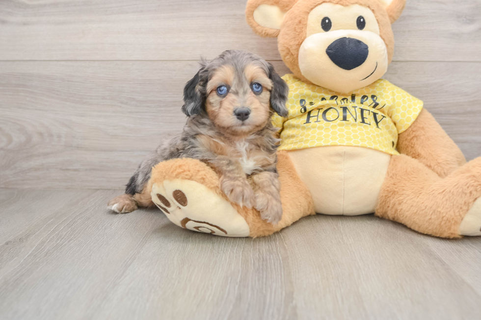 Best Mini Aussiedoodle Baby