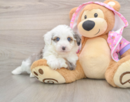 6 week old Mini Aussiedoodle Puppy For Sale - Windy City Pups